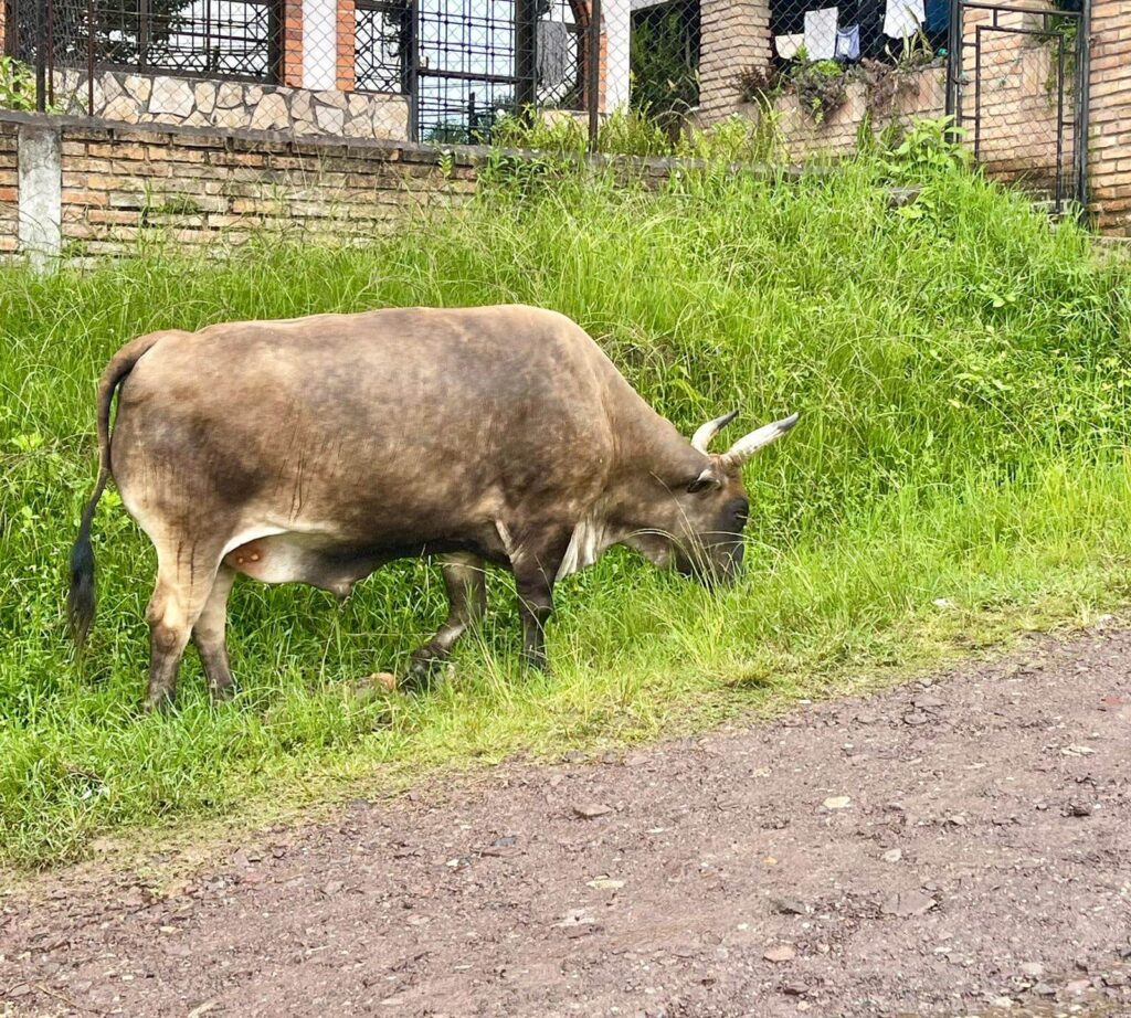 Hogar en la pradera Home on the Range